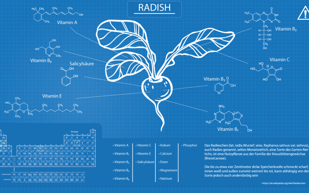 Full-HD-Blueprint-Radischien